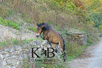 Pferd auf Weinbergtreppe