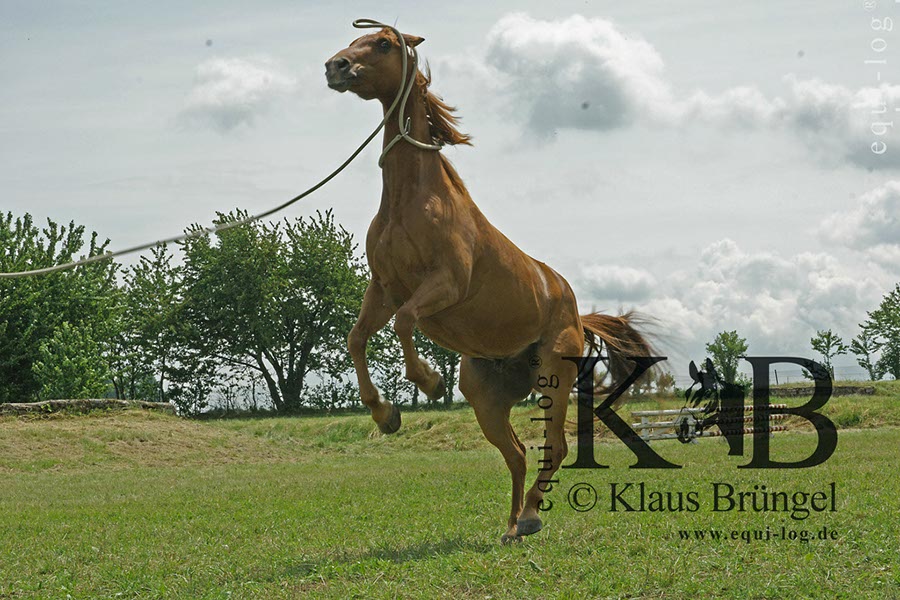 %_tempFileName2013-06-29-Ingelheim_0402BC%