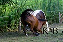 %_tempFileNameAgility-20120804-0517BAC%