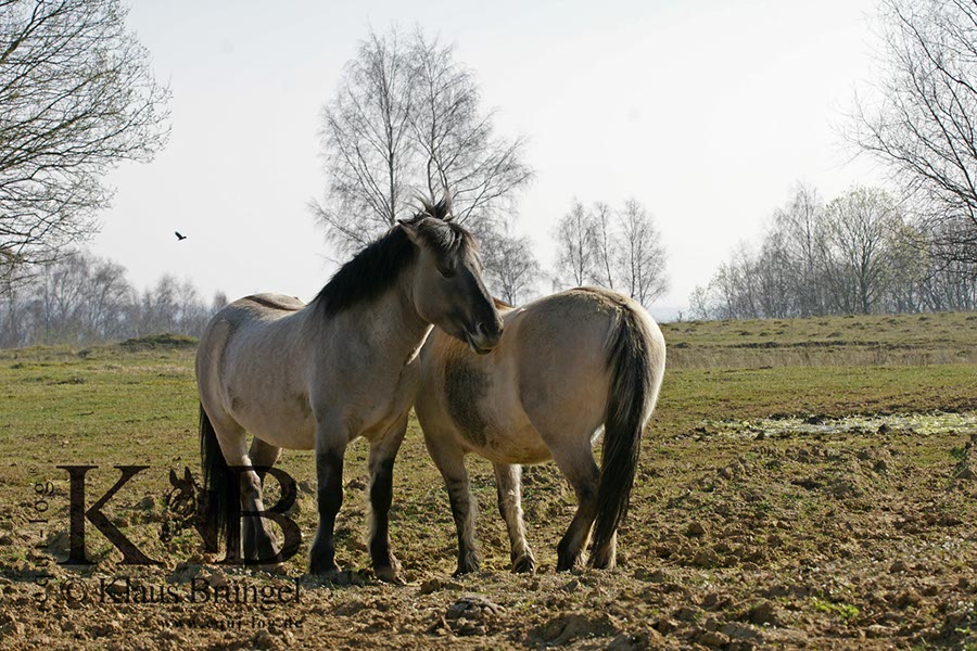 %_tempFileName2014-03-14-Schmidtenhoehe_0086BC%