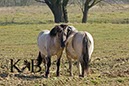 %_tempFileName2014-03-14-Schmidtenhoehe_0043BC%