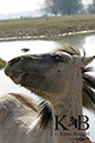 %_tempFileName2014-03-14-Schmidtenhoehe_0076BC%