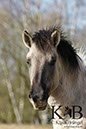 %_tempFileName2014-03-14-Schmidtenhoehe_0173BC%