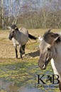 %_tempFileName2014-03-14-Schmidtenhoehe_0187BC%