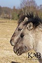 %_tempFileName2014-03-14-Schmidtenhoehe_0201BC%