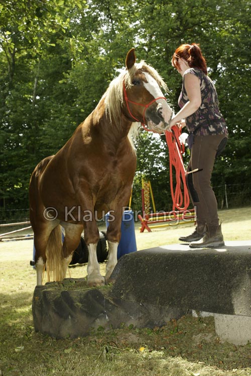 Agility_20120804_0084-Fr