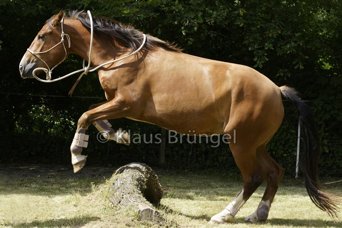 Agility_20120804_0172-Fr