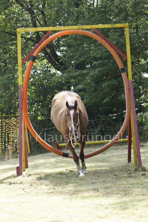 Agility_20120804_0179