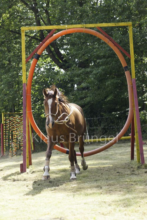 Agility_20120804_0181