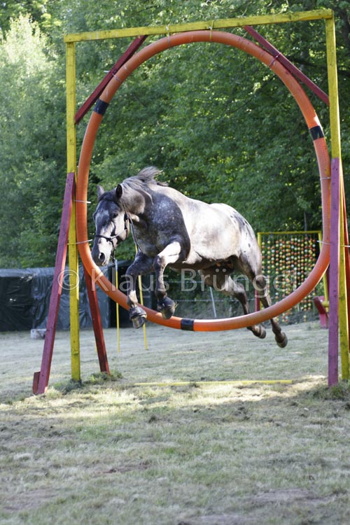 Agility_20120804_0409