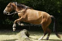 Agility_20120804_0172-Fr