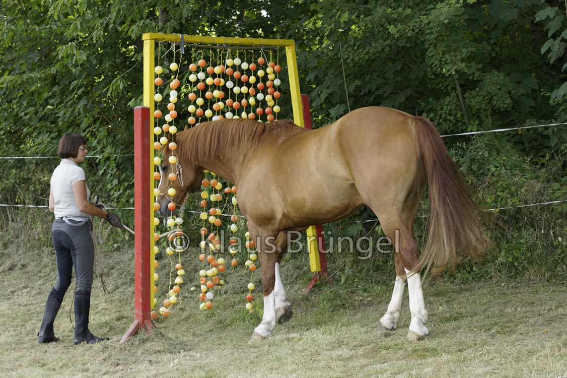 Agility_20120804_0239-Fr