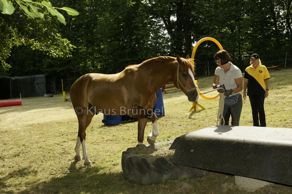 Agility_20120804_0250