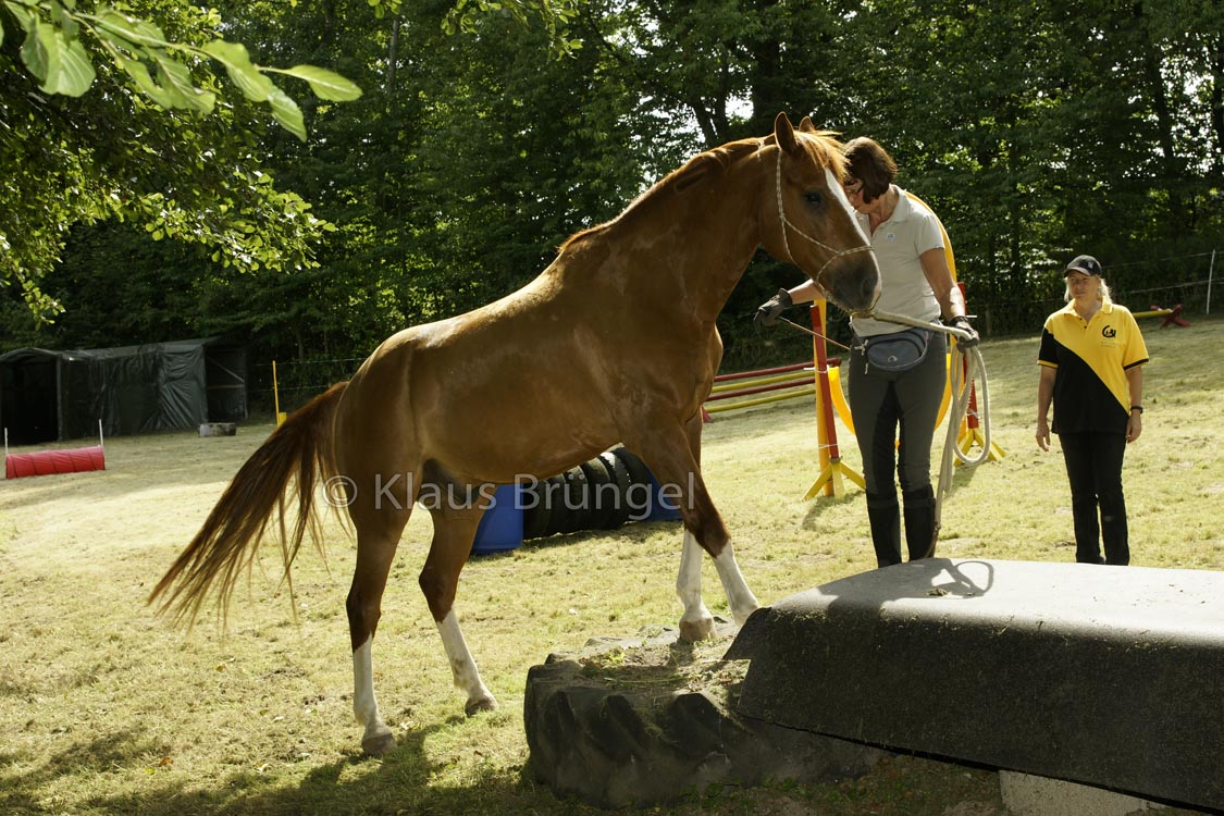 Agility_20120804_0251