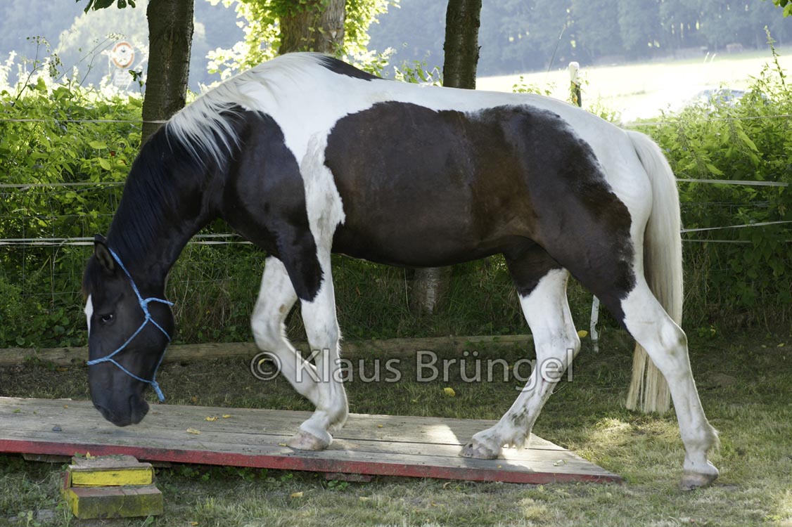 Agility_20120804_0459