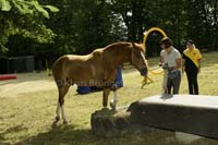 Agility_20120804_0250