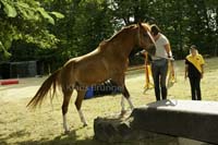 Agility_20120804_0251