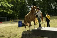 Agility_20120804_0252