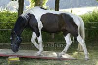 Agility_20120804_0459
