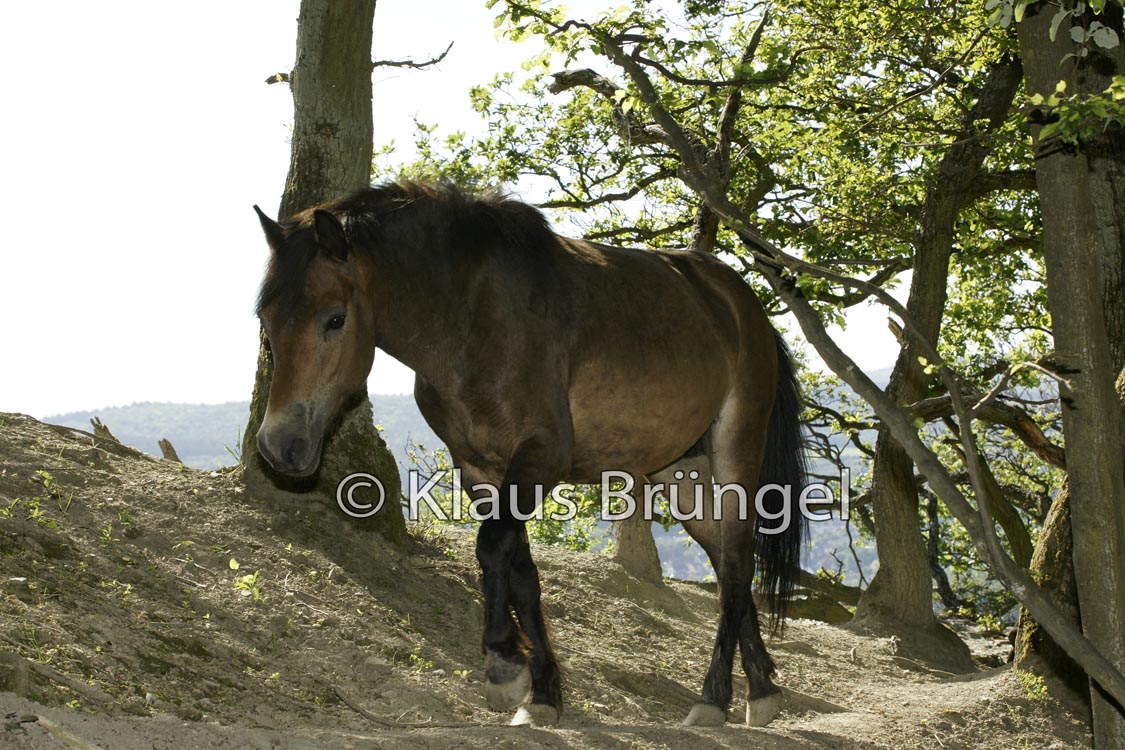 E01-Exmoor_20120525_0100