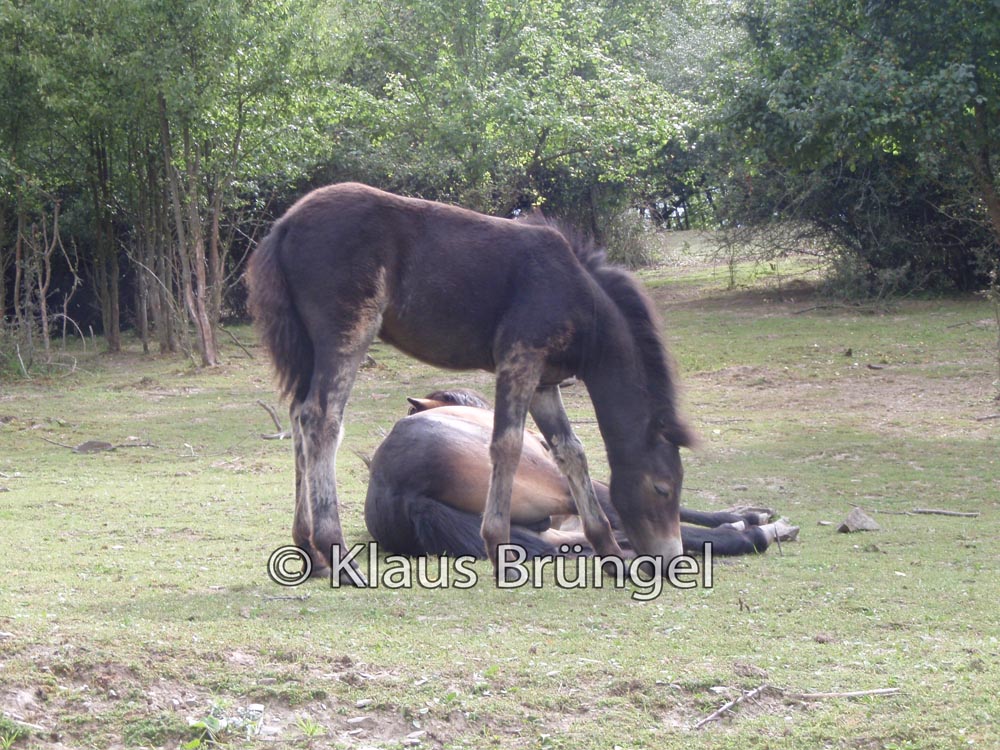 E03-Exmoor_20110714_0034