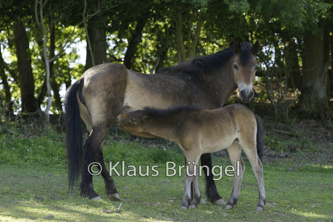 E04-Exmoor_20120525_0004