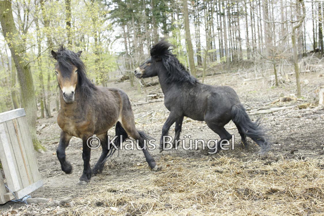 E05-Exmoor_20120426_0066