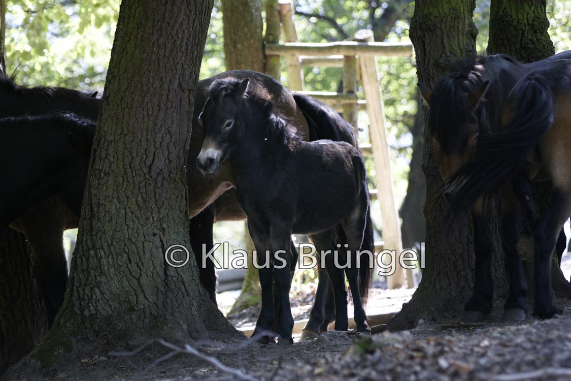 E07-Exmoor_0109-2