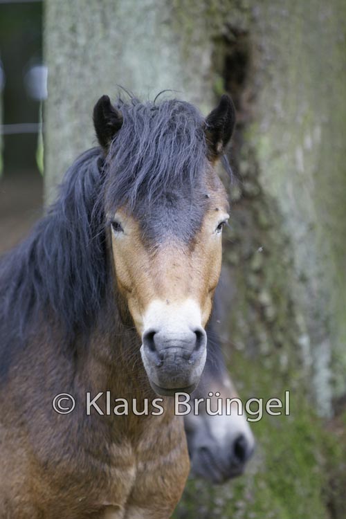 E10-Exmoor_0031