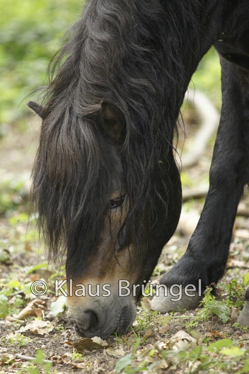E11-Exmoor_0043