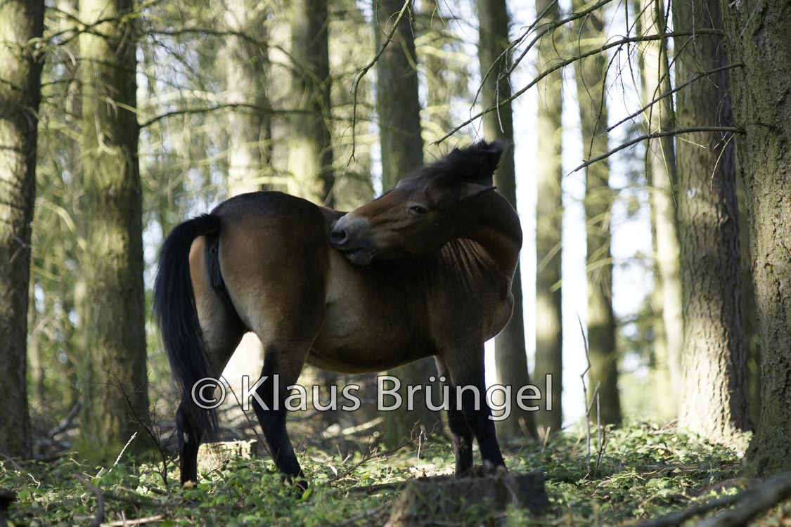 E13-Exmoor_0173