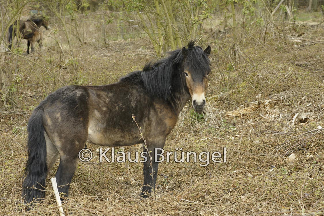 E19-Exmoor_20120416_0099