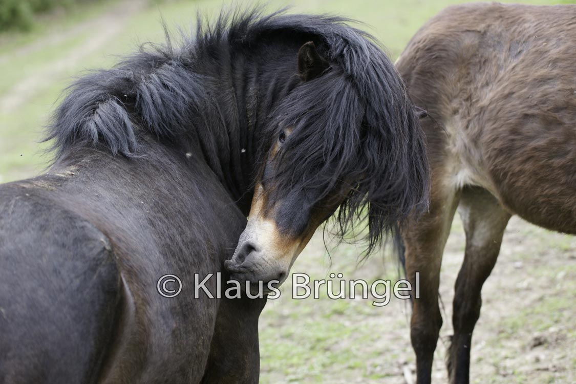E21-Exmoor_20120510_0089
