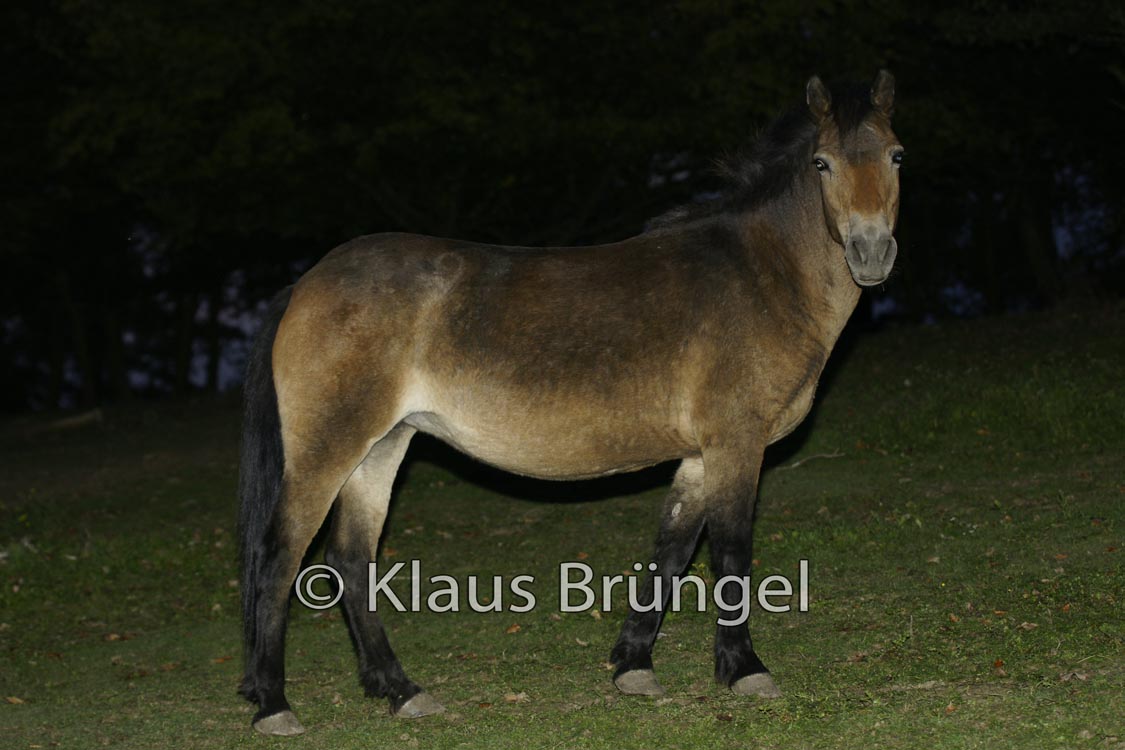 E22-Exmoor_0192
