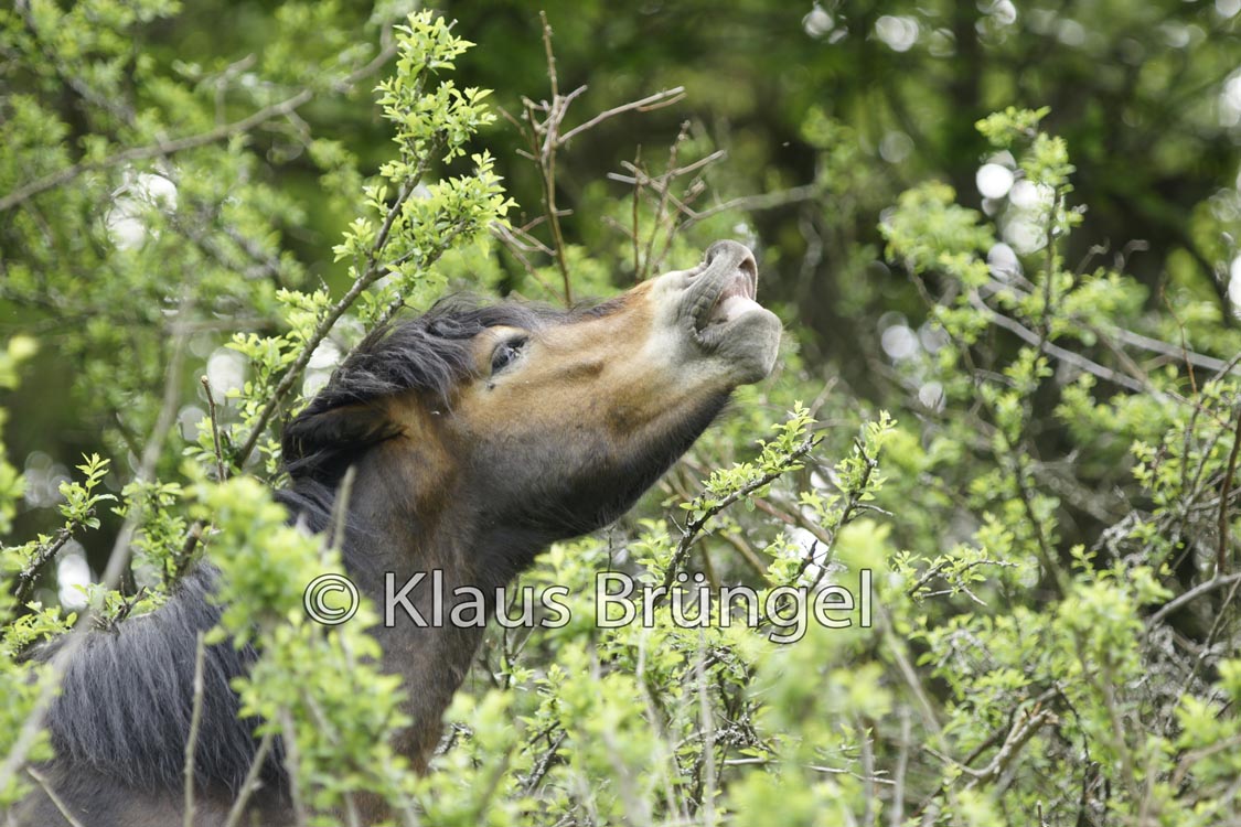 E23-Exmoor_20120510_0363