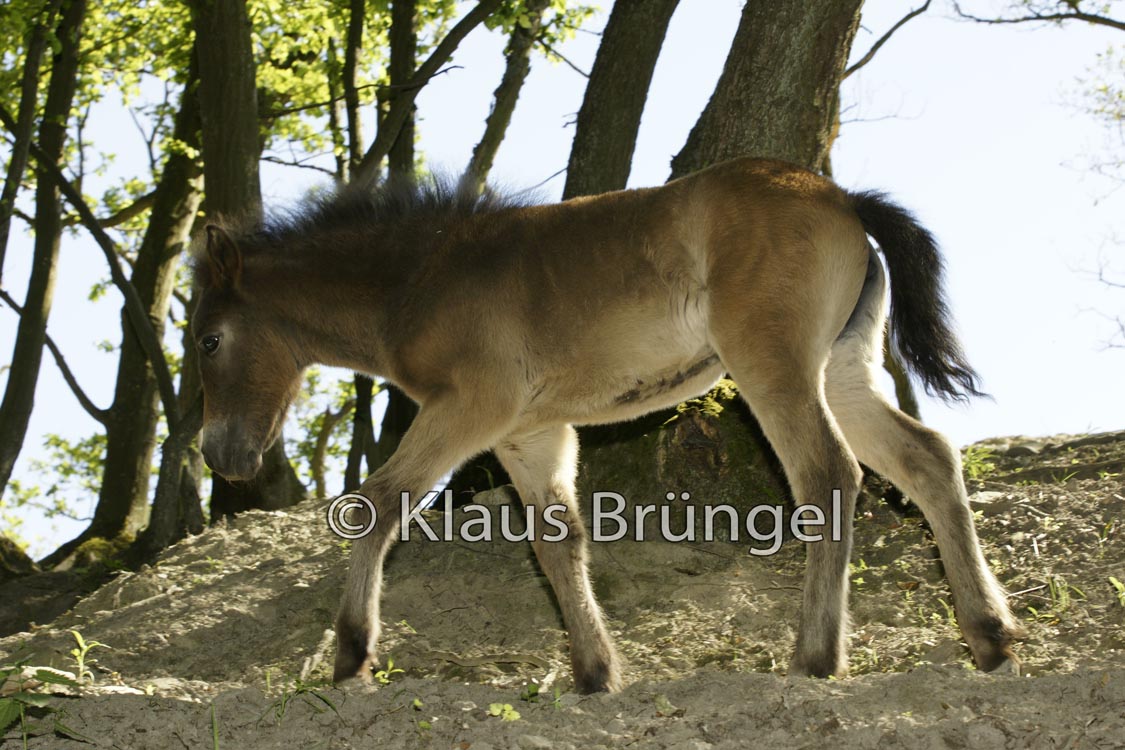 E25-Exmoor_20120525_0104