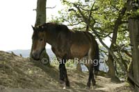 E01-Exmoor_20120525_0100
