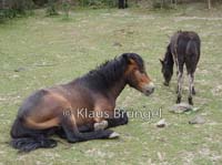 E02-Exmoor_20110714_0052