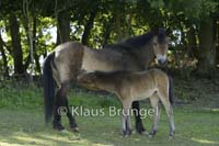 E04-Exmoor_20120525_0004