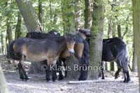 E06-Exmoor_0083