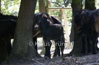 E07-Exmoor_0109-2