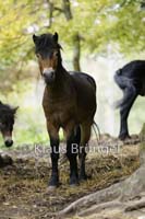 E08-Exmoor_0002