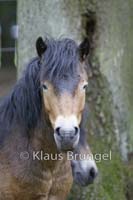 E10-Exmoor_0031
