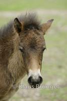 E12-Exmoor_20120510_0112