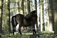 E13-Exmoor_0173
