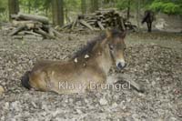 E18-Exmoor_20120517_0198