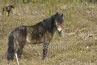 E19-Exmoor_20120416_0099