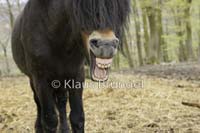 E20-Exmoor_20120426_0049