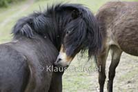 E21-Exmoor_20120510_0089