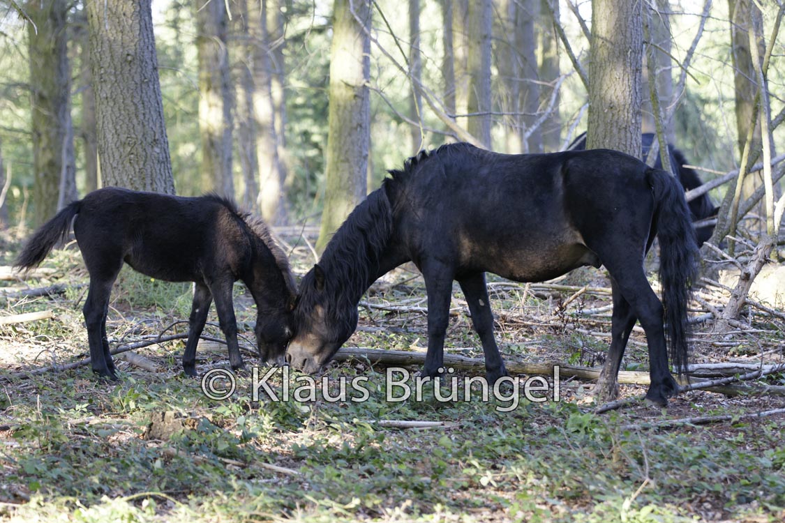 F-21-Exmoor_0188